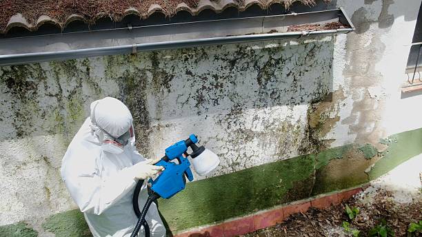 Top rated local Basement Mold Removal specialists in Glen Rock, PA